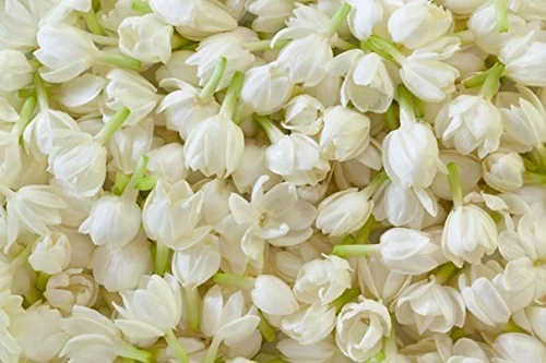 Indian Jasmine Flower