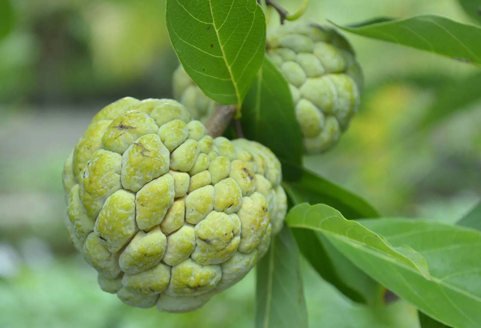 Indian Custard Apple